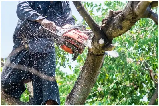 tree services Prince George